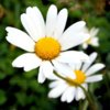 wild_scottish_daisy_01-blog.jpg