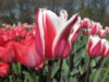 Tulips 2010 056.jpg