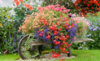 english-country-garden-flowers.jpg