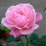 pink rose