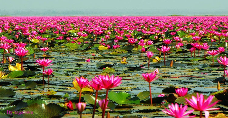 บัวสวรรค์ *-*
