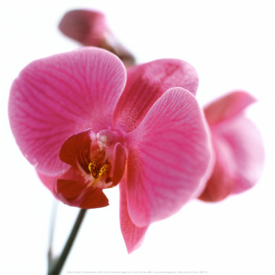 Pink Orchid Posters