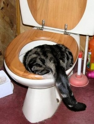 cat toilet lg