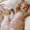 stretching kittens t