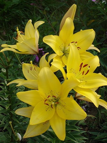 YELLOW LILY