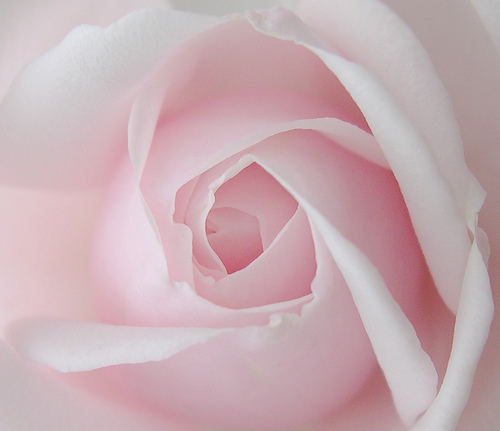 pink rose2