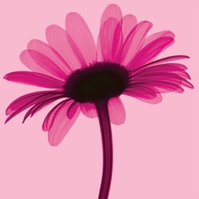 Pink Daisy Anonymous 331535