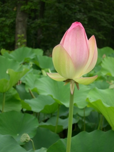lotus0602