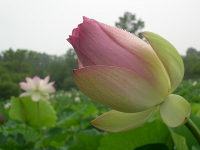lotus0606