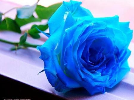 กุหลาบสีฟ้า หมายถึง ปาฏิหาริย์ความหวัง ความสำเร็จที่ยากจะเกิดขึ้นแต่สามารถเป็นจริงได้ ความอดทน แข็งแกร่ง ดอกไม้แห่งความฝันที่สวยงาม และมั่นคงตลอดกาล