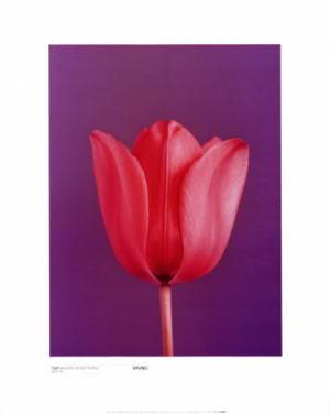 080 6560009~Tulip Magenta on Deep Purple Posters