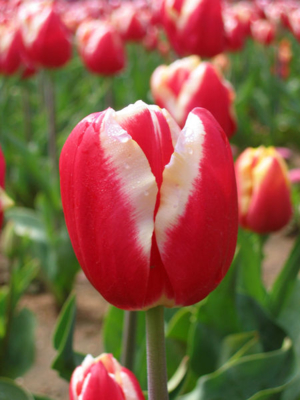 450px Tulip   floriade canberra02