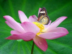 lotus and butterfly