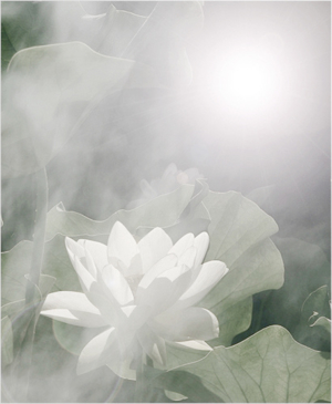 white lotus in the mist
