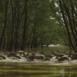 Deer-crossing-swamp-water-forest-beautiful-nature-animated-gif