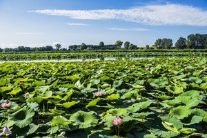 a sea of lotus flowers in Italy