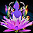 buddha lotus