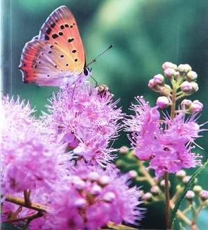 flowerandbutterfly