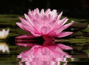 lotuswavingwater