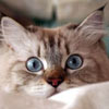 big eyes cat t