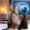 Cats Watching Tv t
