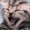 cute yawn kitty t