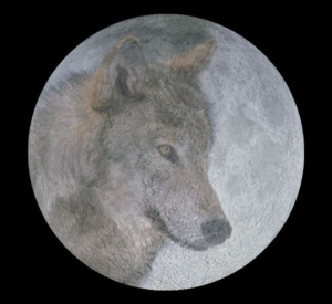 wolf moon big