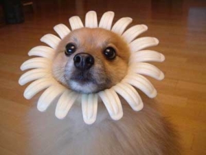 flower dog