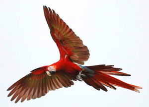 scarlet macaw  ara macao 4