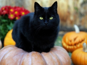 Black cat sitting on pumpkin