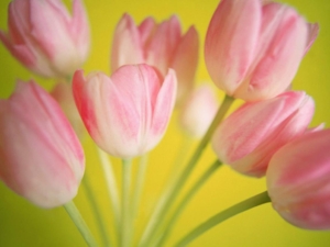 beautiful bouquet, pink tulips