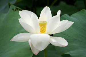 Lotus 3006