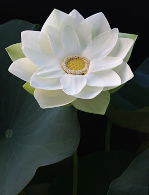 Lotus 3140