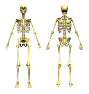 ist2 454953 human skeleton front and back
