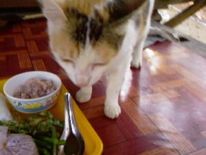The cat is observing my foods.