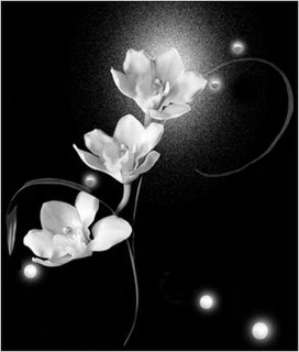 Orchid Glow gif jpg