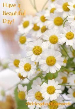 have a beautiful day daisies