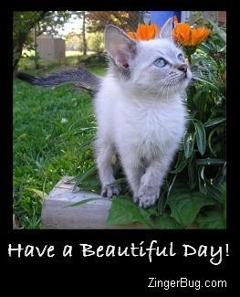 have a beautiful day siamese kitten photo