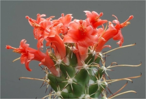 Cactus02