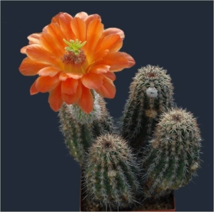 Cactus17