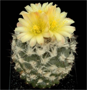 Cactus28