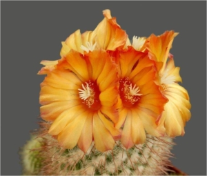 Cactus30