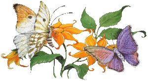 butterfly5 (1)