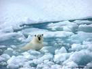 polarbearswims