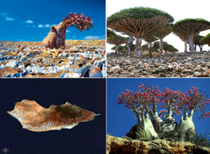 55.most amazing places in the world Socotra Islands