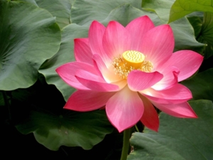 pink lotus 1024x768