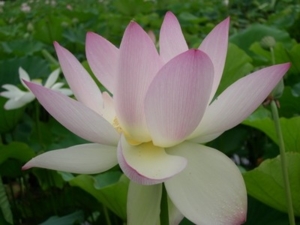 lotus0607