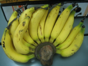 กล้วยเล็บมือนาง