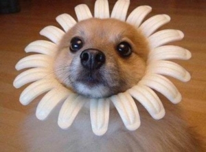 dog daisy
