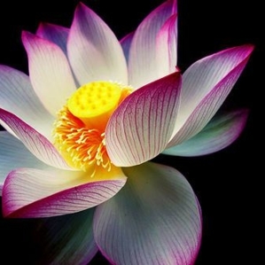 hindu symbol beautiful lotus flower picture